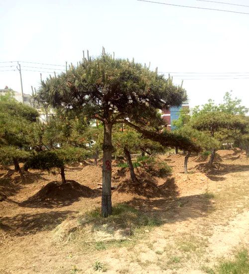 造型黑松