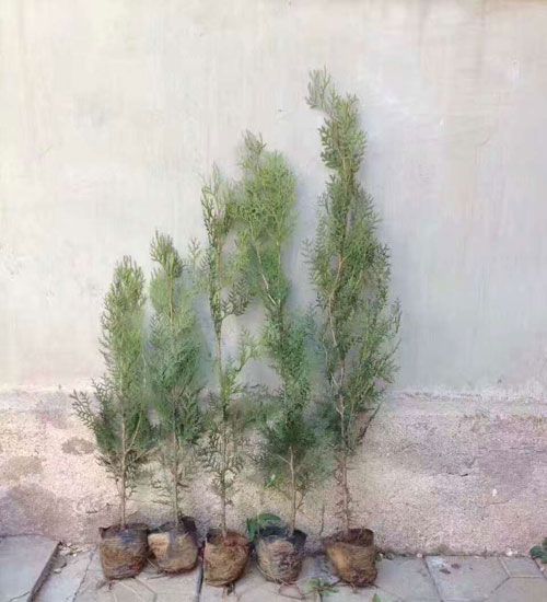 側柏