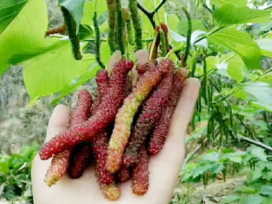 桑葚