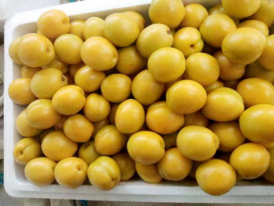 珍珠油杏