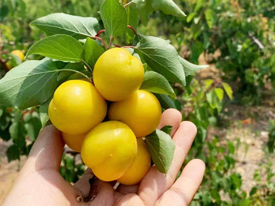 珍珠油杏