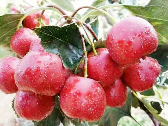 大金星山楂苗