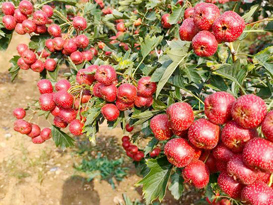 甜紅籽山楂