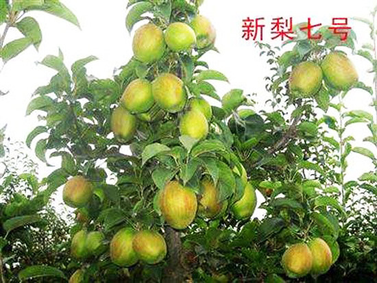 新梨7號(hào)