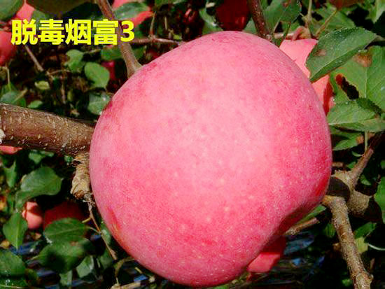 煙富3號(hào)