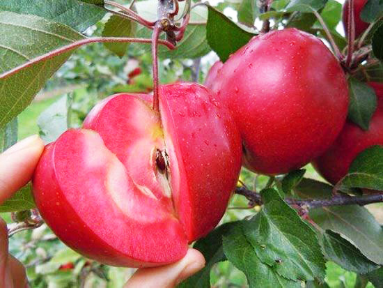 紅肉蘋(píng)果