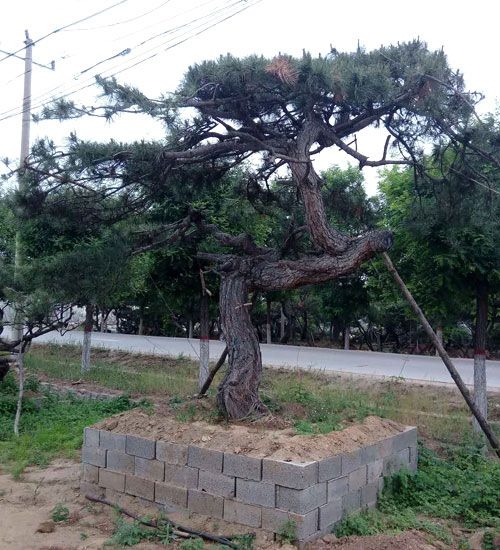 造型黑松