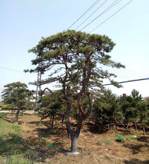 造型黑松