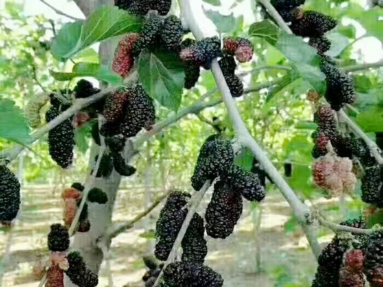 桑葚