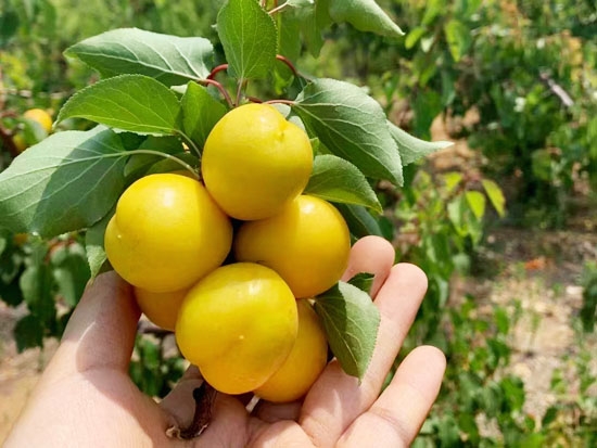 珍珠油杏