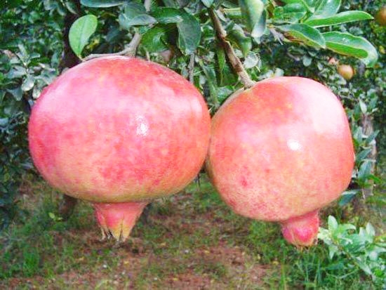 泰山紅石榴