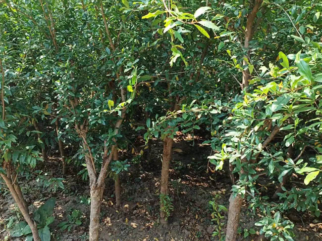 石榴樹苗