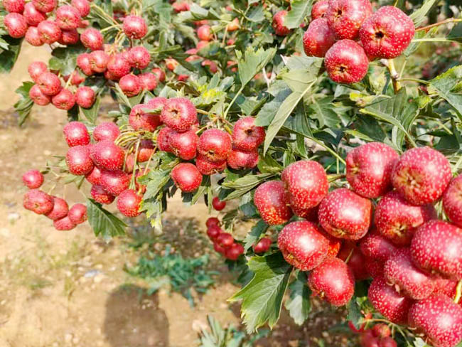 甜紅仔山楂樹苗