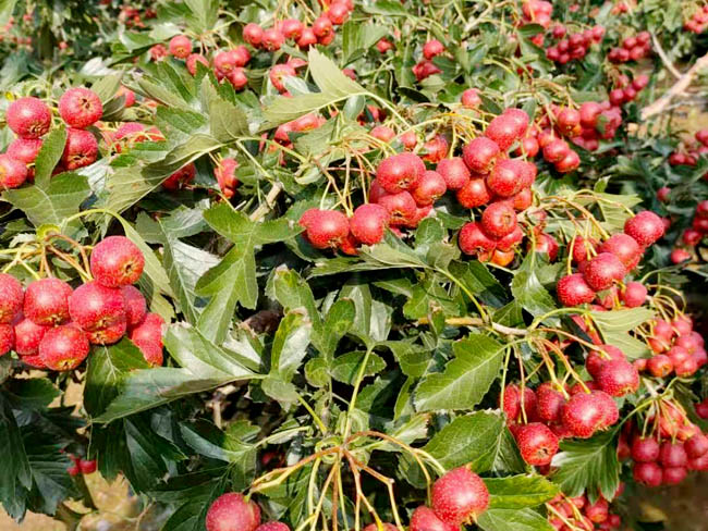 甜紅仔山楂樹苗