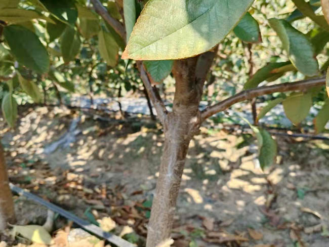 櫻桃樹苗