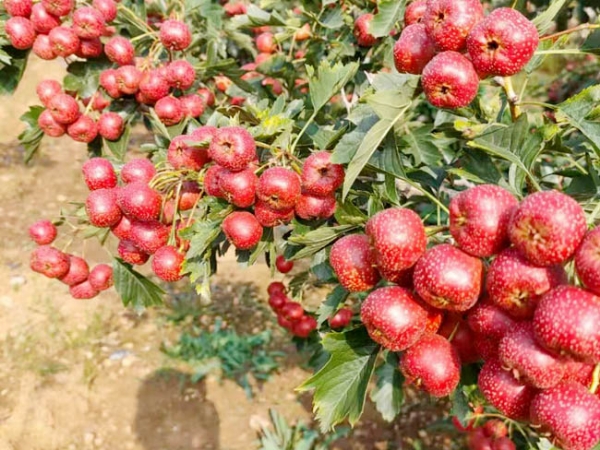 甜紅仔山楂樹苗
