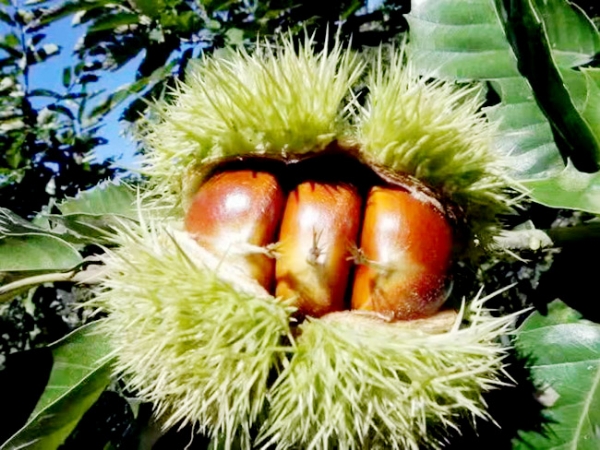 板栗苗