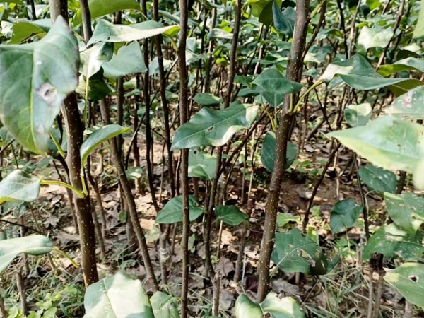 梨樹苗